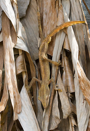 Leaf Tailed Gecko 1