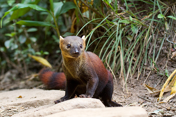 Ringtailed Vontsira 2