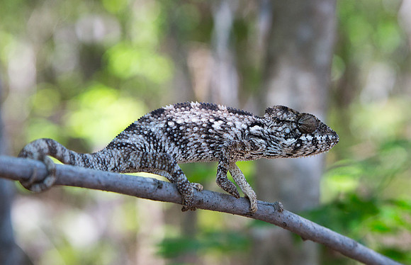 Oustalet's Chameleon 2