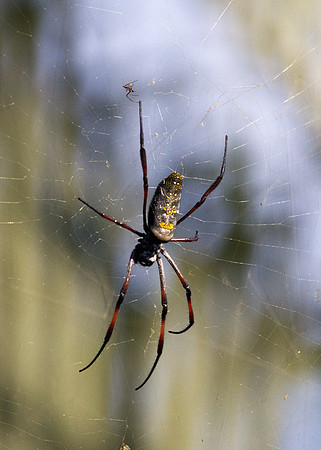 Orb Weaver Spider 1