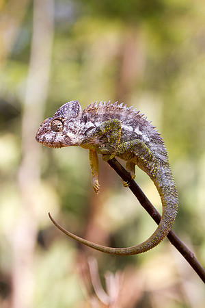 Oustalet's Chameleon 5
