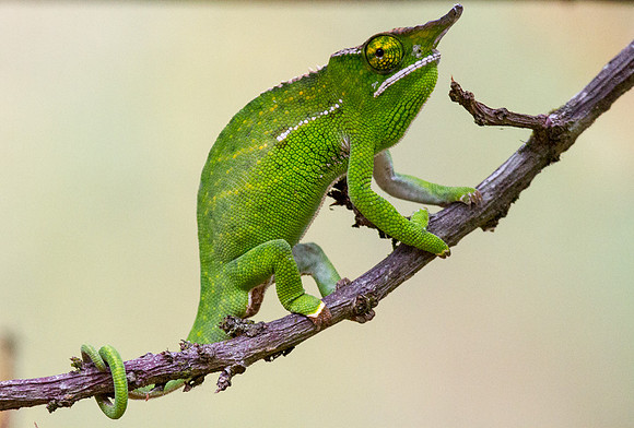 Labord's Chameleon 2