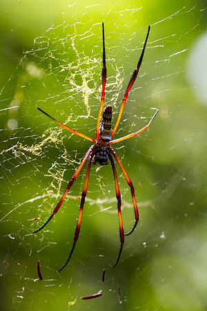 Spider 1