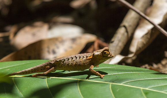 Leaf Chameleon 2