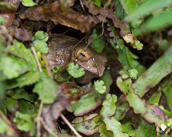 Tree Frog 1
