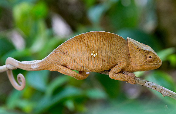 Panther Chameleon Female 3