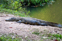 Crocodile 3