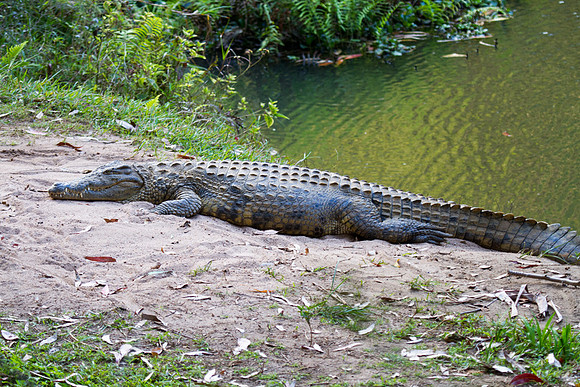 Crocodile 3