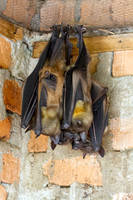 Flying Foxes 2