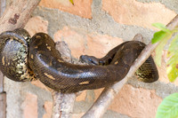 Boa Constrictor