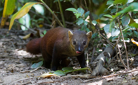 Ringtailed Vontsira 1