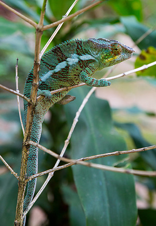 Panther Chameleon 1