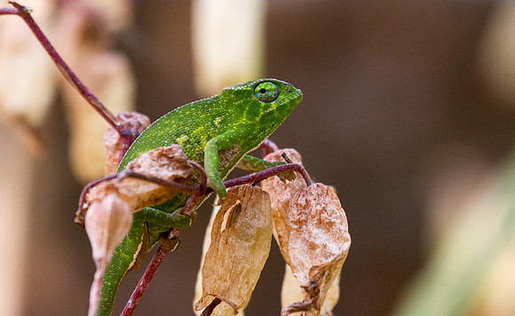 Pardalis Chameleon