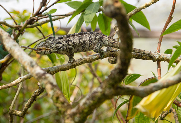 Panther Chameleon Striking
