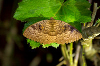 Brown Moth