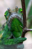 Chameleon Unknown 2