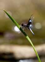 Damselfly 1