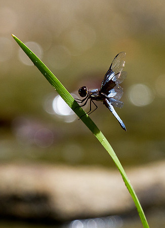 Damselfly 1