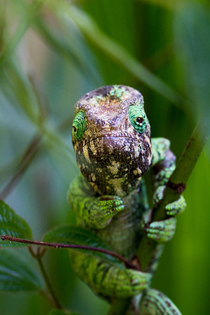 Labord's Chameleon
