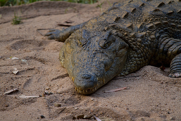 Crocodile 2