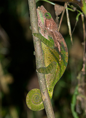 Small Chameleon 5