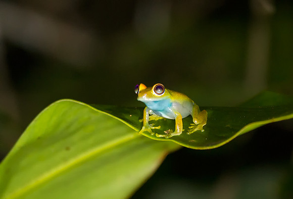 Tree Frog 6