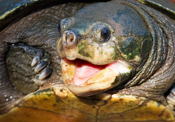 Madagascar Big Headed Turtle