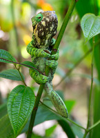 Chameleon Unknown 3