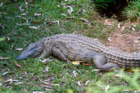 Crocodile 1