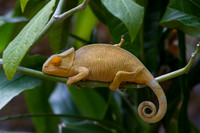 Baby Parson's Chameleon