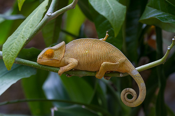 Baby Parson's Chameleon