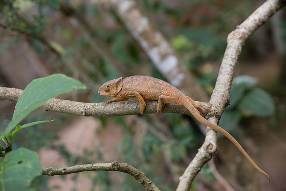 Panther Chameleon Female 2