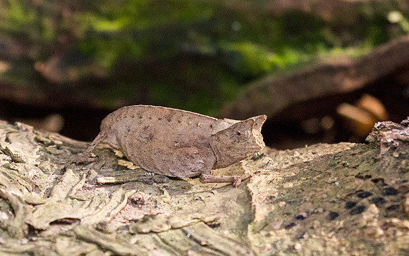 Leaf Chameleon 1