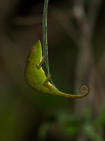 Small Chameleon 3