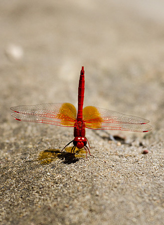 Red Damselfly