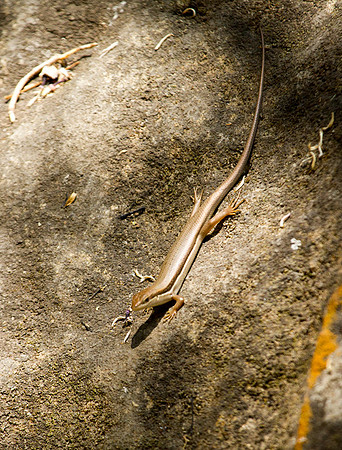 Plated Lizard