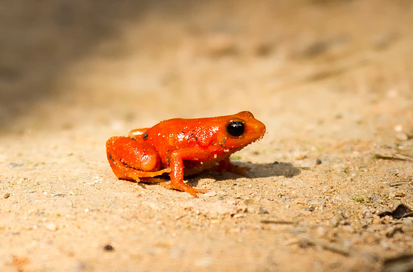Mantella Frog