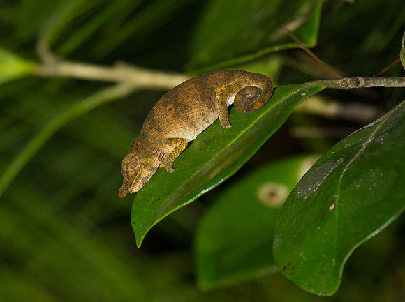 Rhinoceros Chameleon 1
