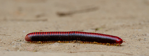 Millipede 4