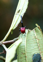 Giraffe-Necked Weevil 2