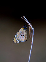 Butterfly 1