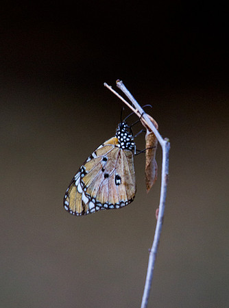 Butterfly 1