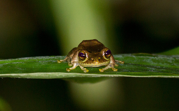 Tree Frog 3
