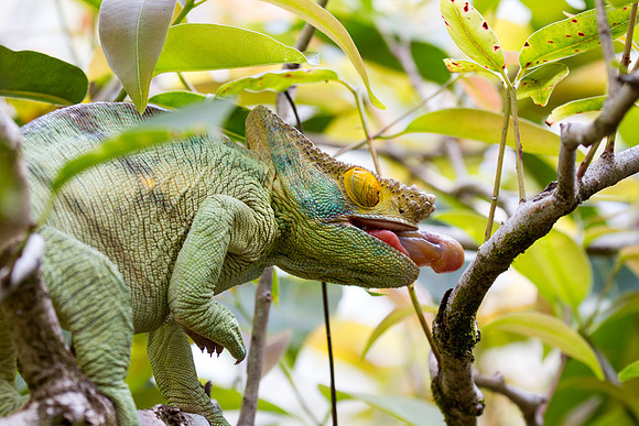 Panther Chameleon Striking 2