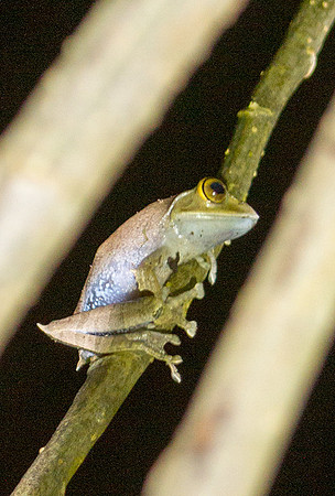 Tree Frog 2
