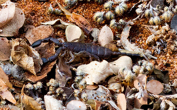Scorpion 1