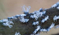 Flatid Leaf Bugs