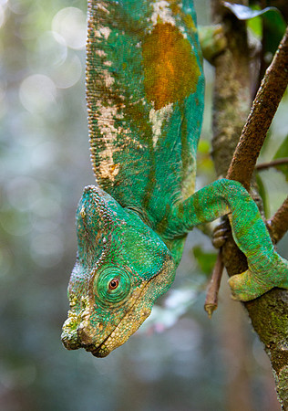Parson's Chameleon 2