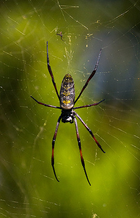 Spider 2