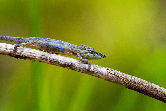 Rhinoceros Chameleon 2